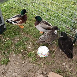 Received_2267676140173989