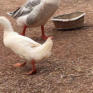 Daisy Duck 2019-03-24