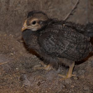 Cream_legbar_pullet_X4215540_04-21-2017-001