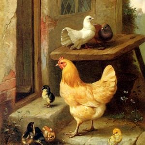 Animal-painting-A-Hen-Chicks-And-Pigeons-farm-animals-TOP-Decor-ART-36-large-Home-Decor