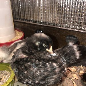 04763F2E-785E-4BF6-A5B4-B9DDF2F909B9