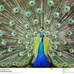 Peacock-bird-9677258