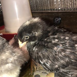 207B9060-B3CA-404D-8DE2-6AF4530819C6