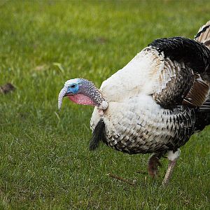 Sweetgrass_tom_X4187955_04-18-2019-001