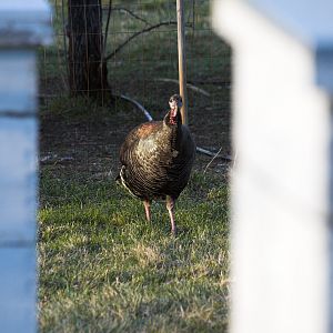 Wild_turkey_hen_X4187918_04-18-2019-001