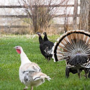 Wild_turkey_hen_X4187930_04-18-2019-001