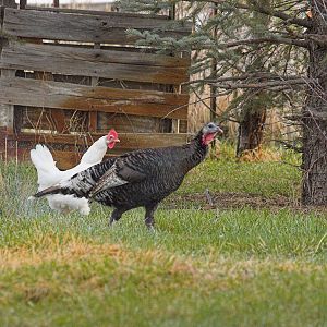 Wild_turkey_hen_X4187932_04-18-2019-001