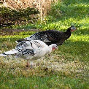 Wild_turkey_hen_X4187938_04-18-2019-001