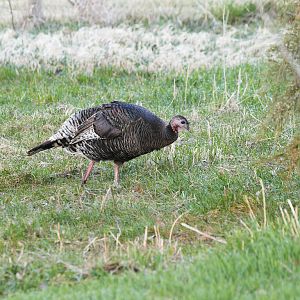 Wild_turkey_hen_X4187941_04-18-2019-001