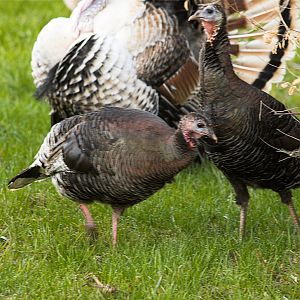 Wild_turkey_hen_X4187953_04-18-2019-001