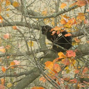 Cat in maple