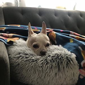 Chihuahua in fur