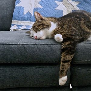 Snoozing cat