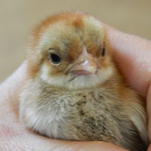 very first Serama to hatch, a handsome red roo baby