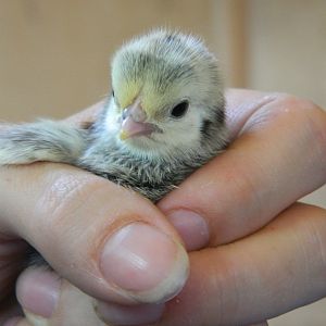 silkie Serama pullet