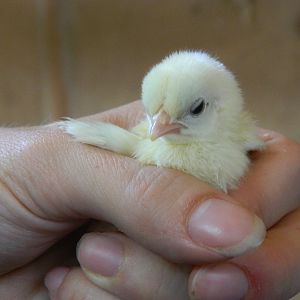 Serama baby, using my knuckles as a wing rest