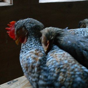 my first Cream Legbars, snuggling on their perch