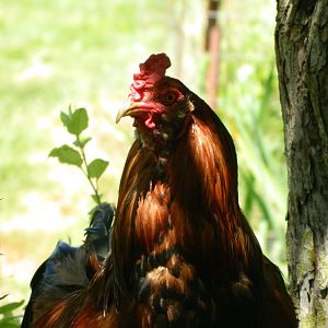 Big Red, aka Big Guy, Easter Egger Roo