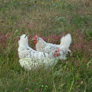 In the garden....weeds...not the chickens, they’re great..the plants