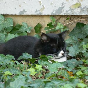 Our stray in the ivy