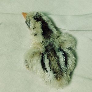 beautiful Serama baby- died next day, sadly