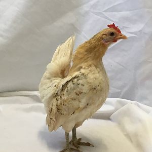 Serama hen, posing