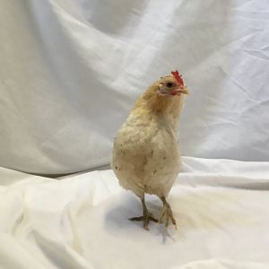 Serama hen, ..ready for her close up now