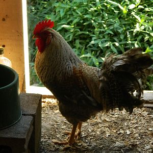 In the coop, free to go, free to stay