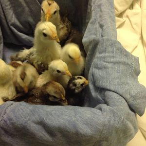 Who doesn’t like a box of chicken nuggets?