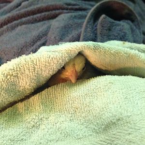 baby blind Serama roo, feelin’ sick and snuggly