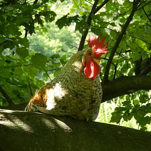 perfect perches in the trees