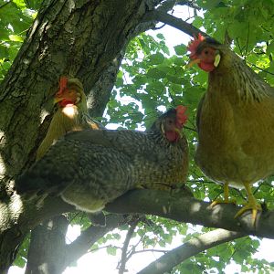 3 Cream Legbars, sittin’ In a tree, R. E. S. T.  I. N. G.