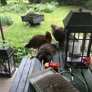 wake for hen killed by fireworks (noise). Thanks to rude neighbor!
