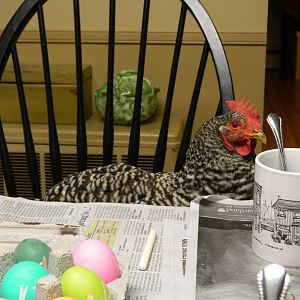 Helping out with dying eggs