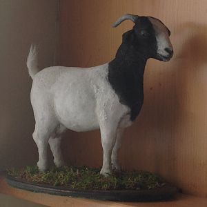 Boer goat sculpt