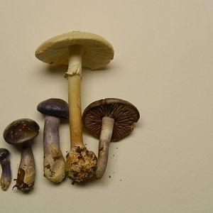 Collected mushrooms for still life