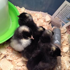 Barred Rock Pullets