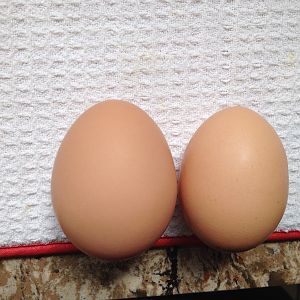 Eggzilla vs Jumbo