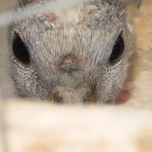 Sweetgrass_hen_U4244109_04-24-2019-001