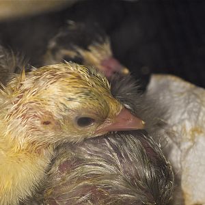 Sweetgrass_poult_U5064130_05-06-2019-001