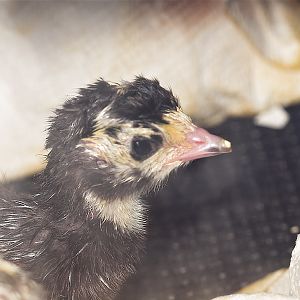 Tri-color_mottled_black_poult_U5064131_05-06-2019-001