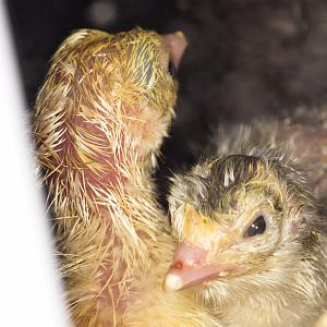 Tri-color_mottled_slate_poult_U5064132_05-06-2019-001