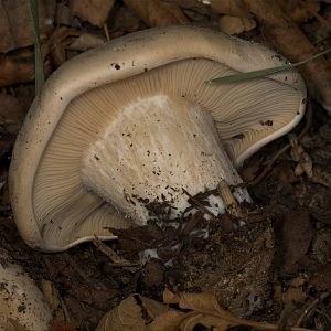 Mushroom_U4244106_04-24-2019-001