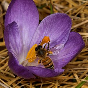 Honeybee_U4054097_04-05-2019-001