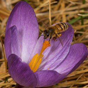 Honeybee_U4054099_04-05-2019-001