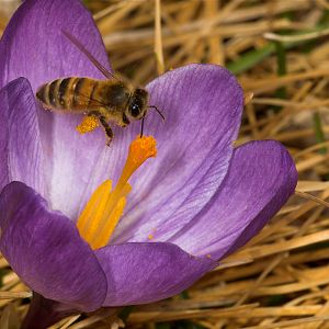 Honeybee_U4054100_04-05-2019-001