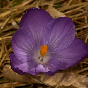 Crocus_U4054089_04-05-2019-001