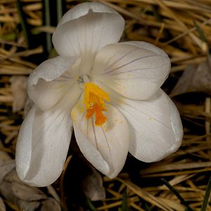 Crocus_U4044083_04-04-2019-001