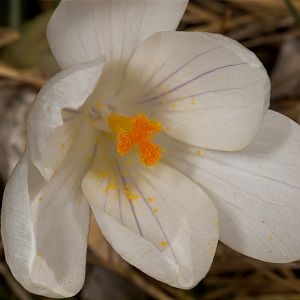 Crocus_U4054098_04-05-2019-001
