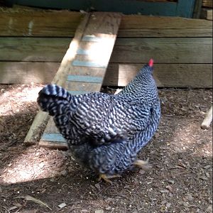 Photogenic Hen